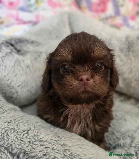 Shih Tzu dogs Imperial Chocolate Shih Tzu puppies - Advert 1