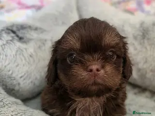 Shih Tzu dogs Imperial Chocolate Shih Tzu puppies - Advert 1
