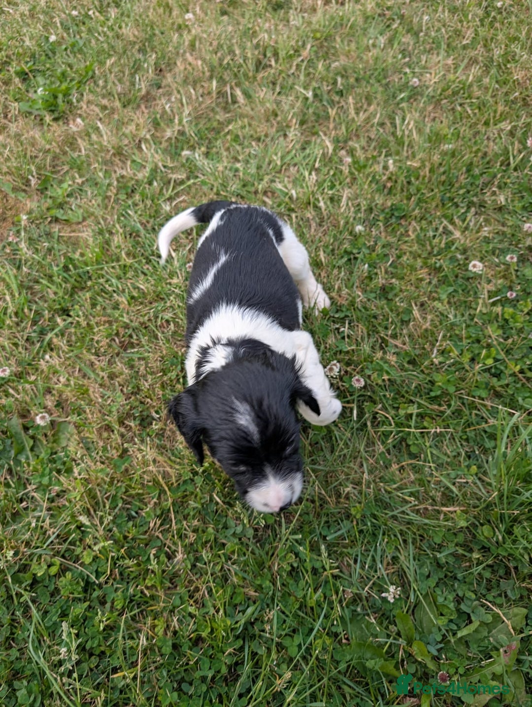 English Springer Spaniel dogs for sale: 8week old springer spaniels - Image 12