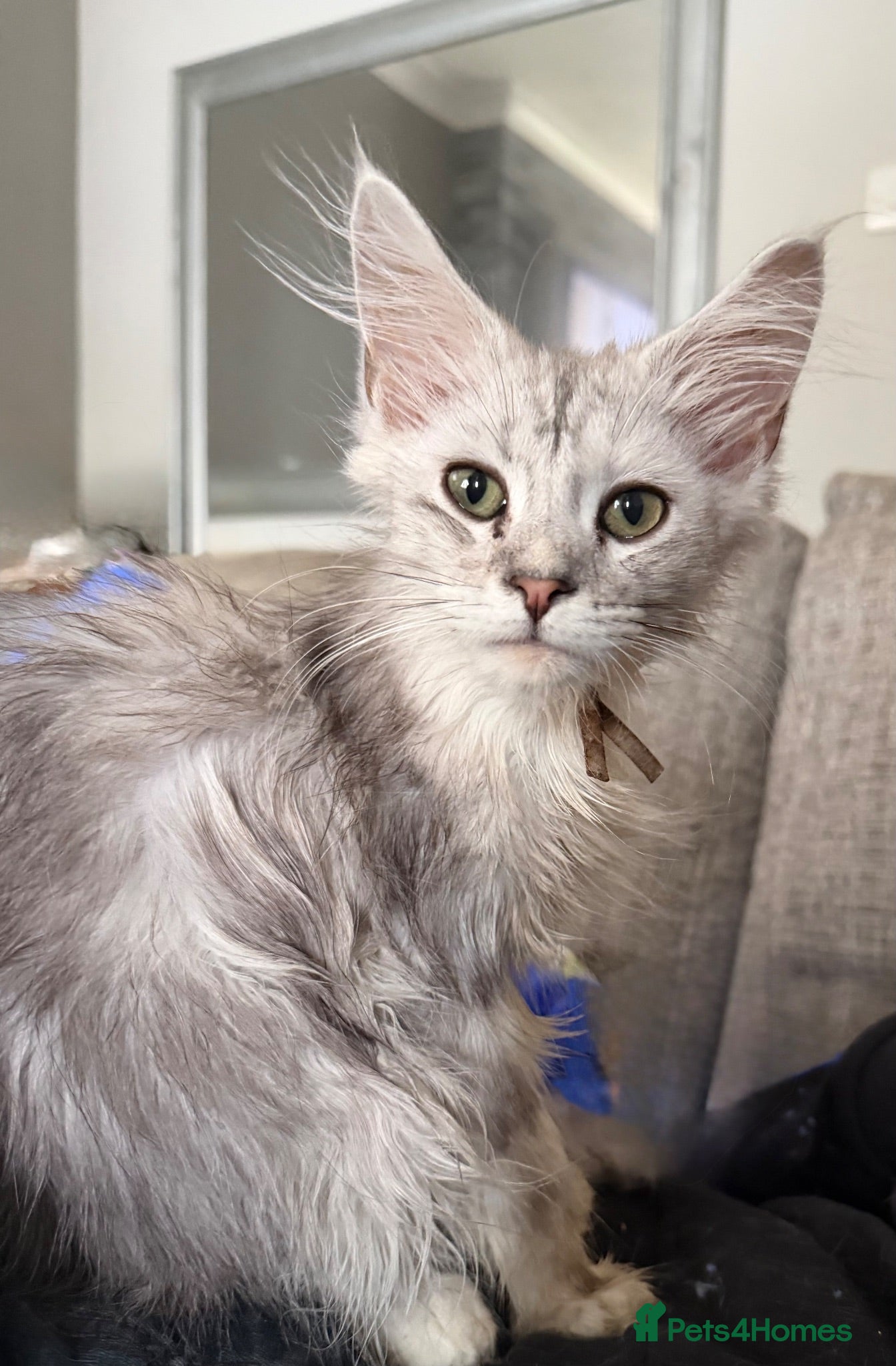Maine Coon cats High silver boy - Advert 1