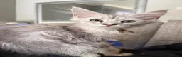 Maine Coon cats for sale: High silver boy - Advert 1