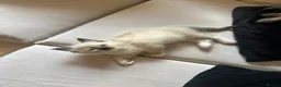 Ragdoll cats for sale: Ragdoll kittens  in Bridport - Advert 6