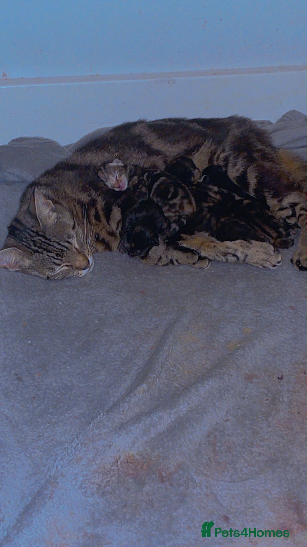 Mixed Breed cats for sale: 6 mixed breed kittens - Image 8