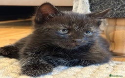 British Longhair cats for sale: Longhair & Shorthair Kittens - Image 11