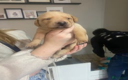 Labrador Retriever dogs for sale: Girl Labrador  - Image 7