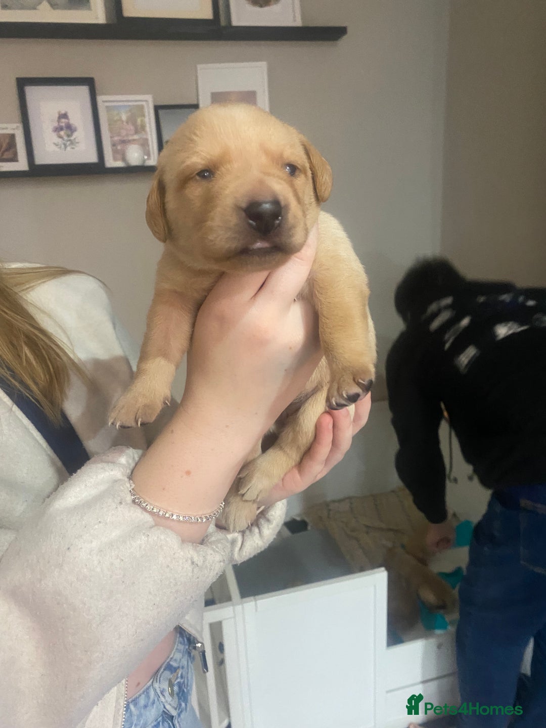 Labrador Retriever dogs for sale: Girl Labrador  - Image 7