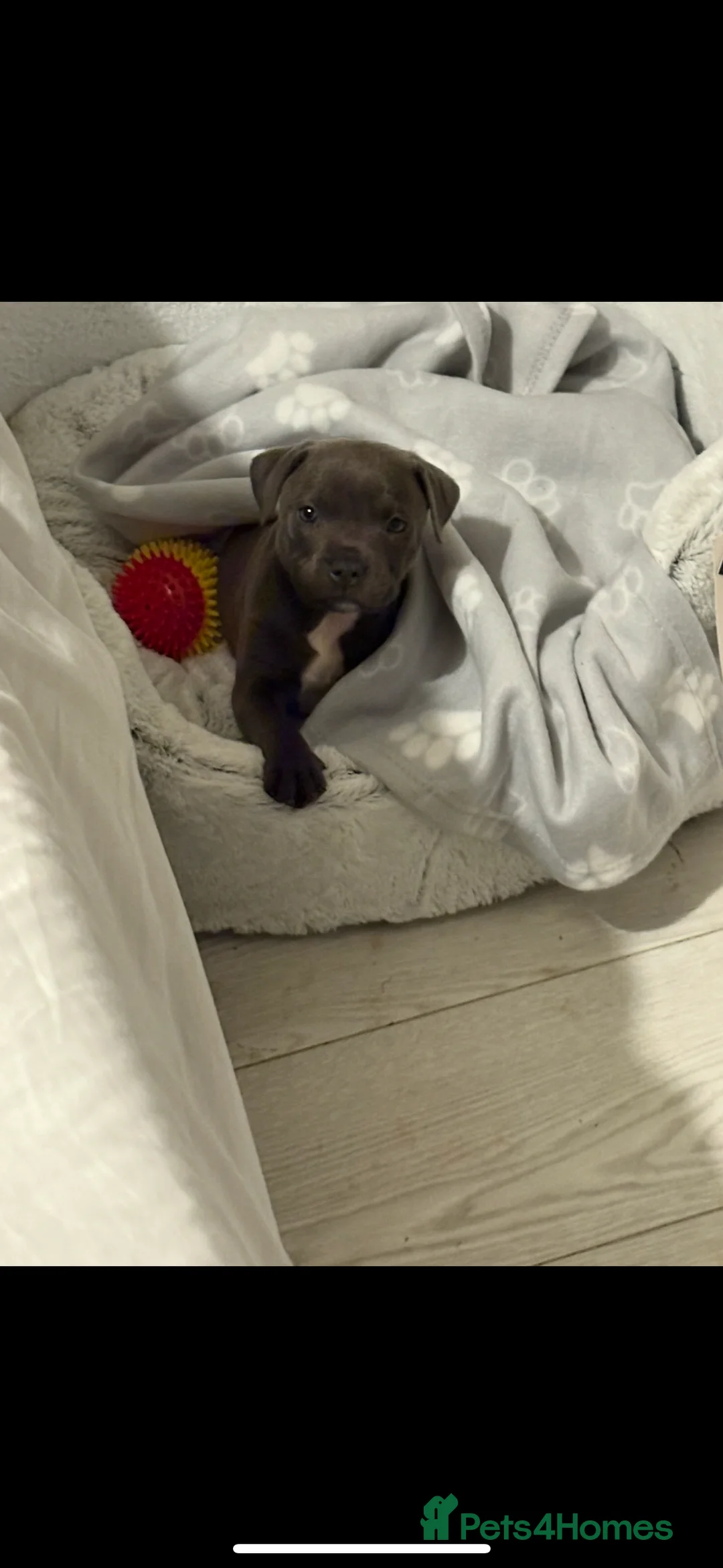 Staffordshire Bull Terrier dogs for stud: Blue Staffy to stud - Advert 4