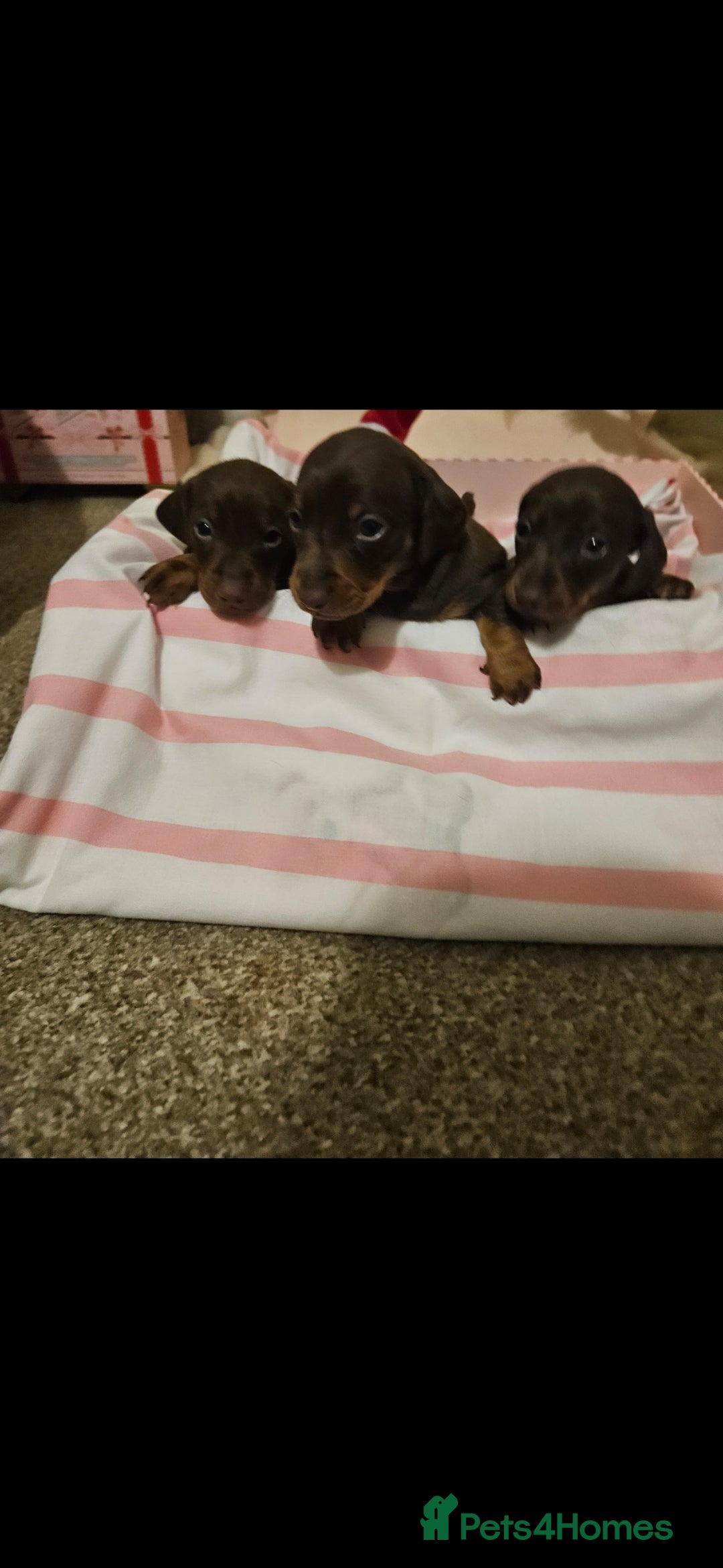 Miniature Dachshund dogs for sale: Miniature dachshund  - Advert 6
