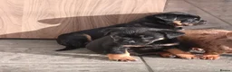 Rottweiler dogs for sale: Last 3 Beautiful Rottweiler Puppys - Advert 8