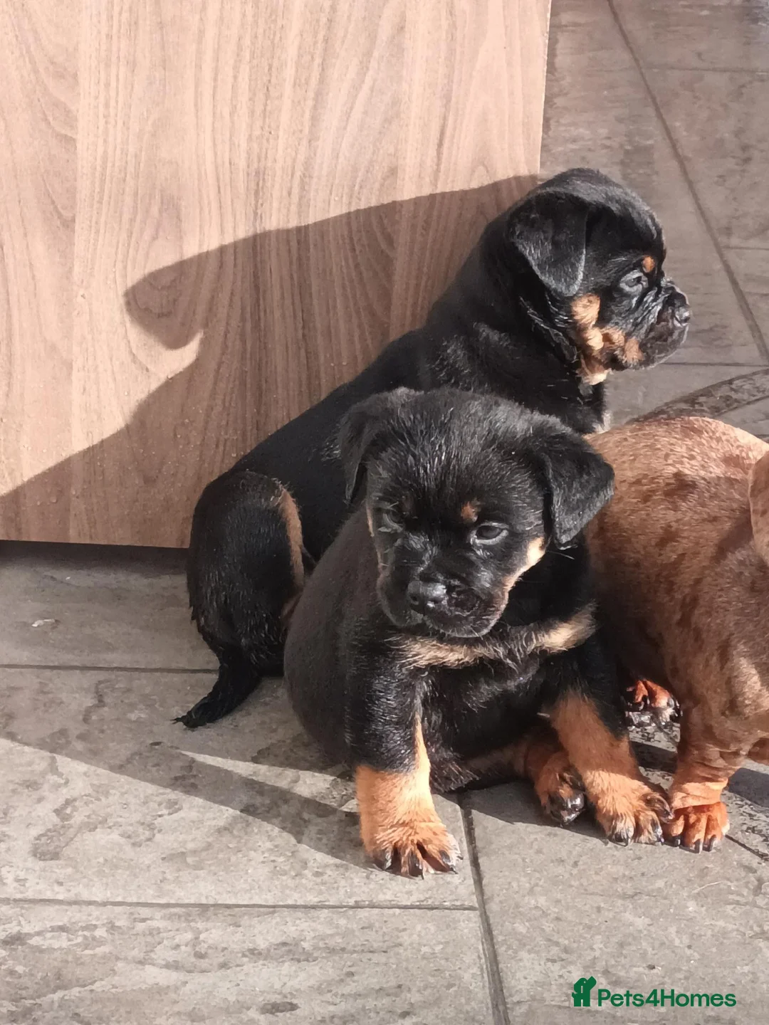 Rottweiler dogs for sale: Last 3 Beautiful Rottweiler Puppys - Advert 8