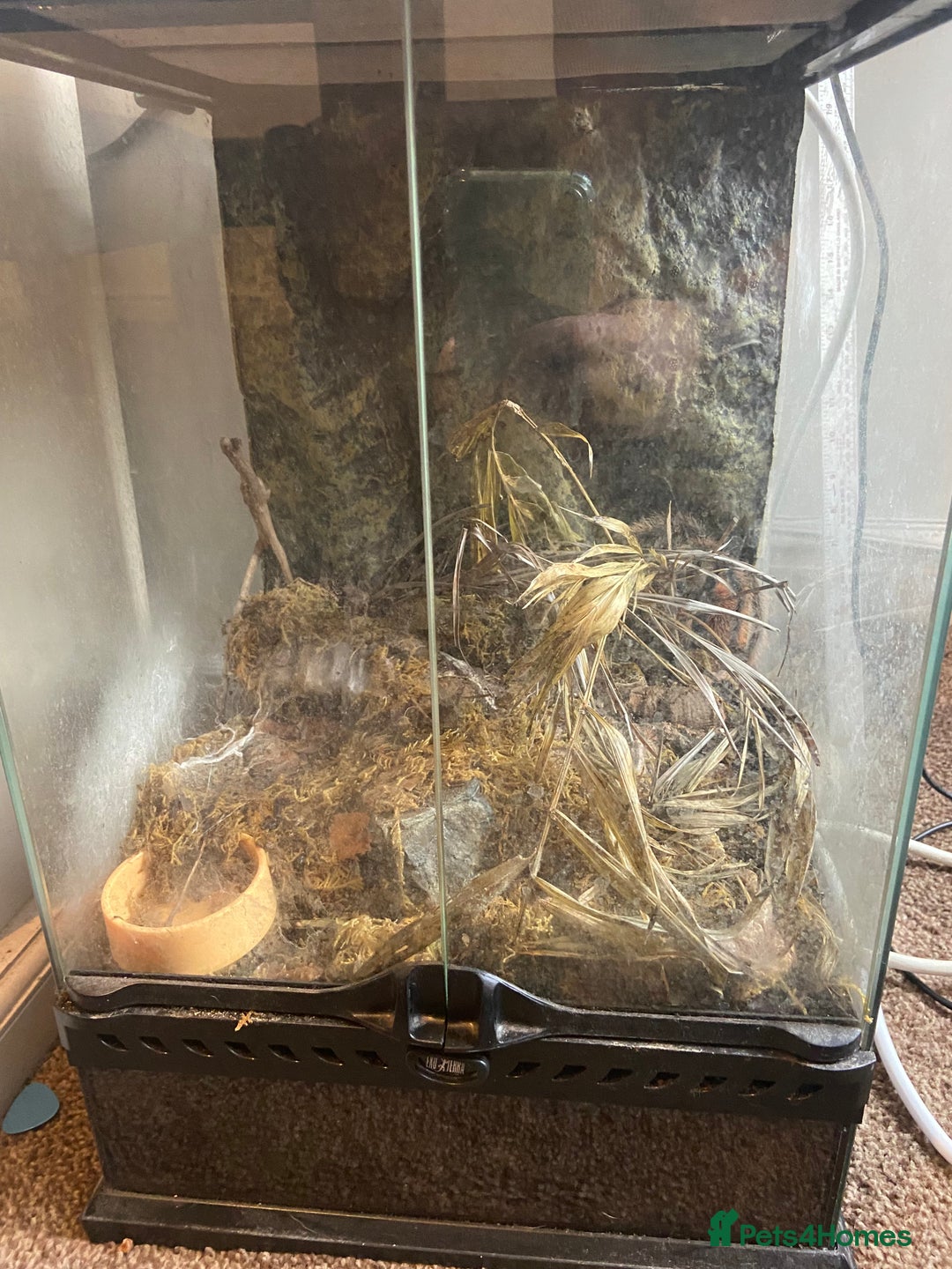 Tarantulas invertebrates for sale: Male Salmon pink bird eater tarantula - Image 3