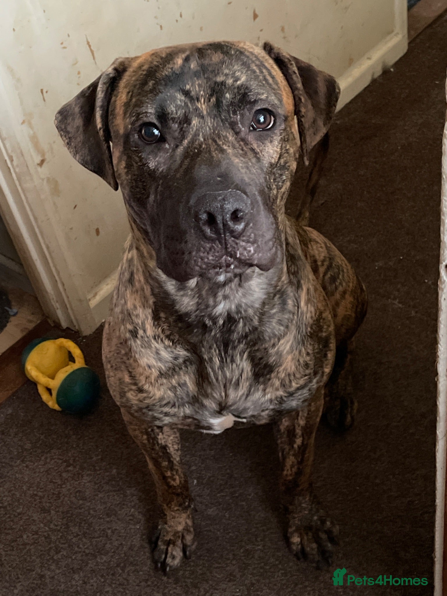 Mixed Breed dogs Staffy x presa canerio Fully obedience trained - Advert 2
