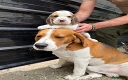 Beagle dogs for sale: Beagle puppies ready soon💕 - Image 4