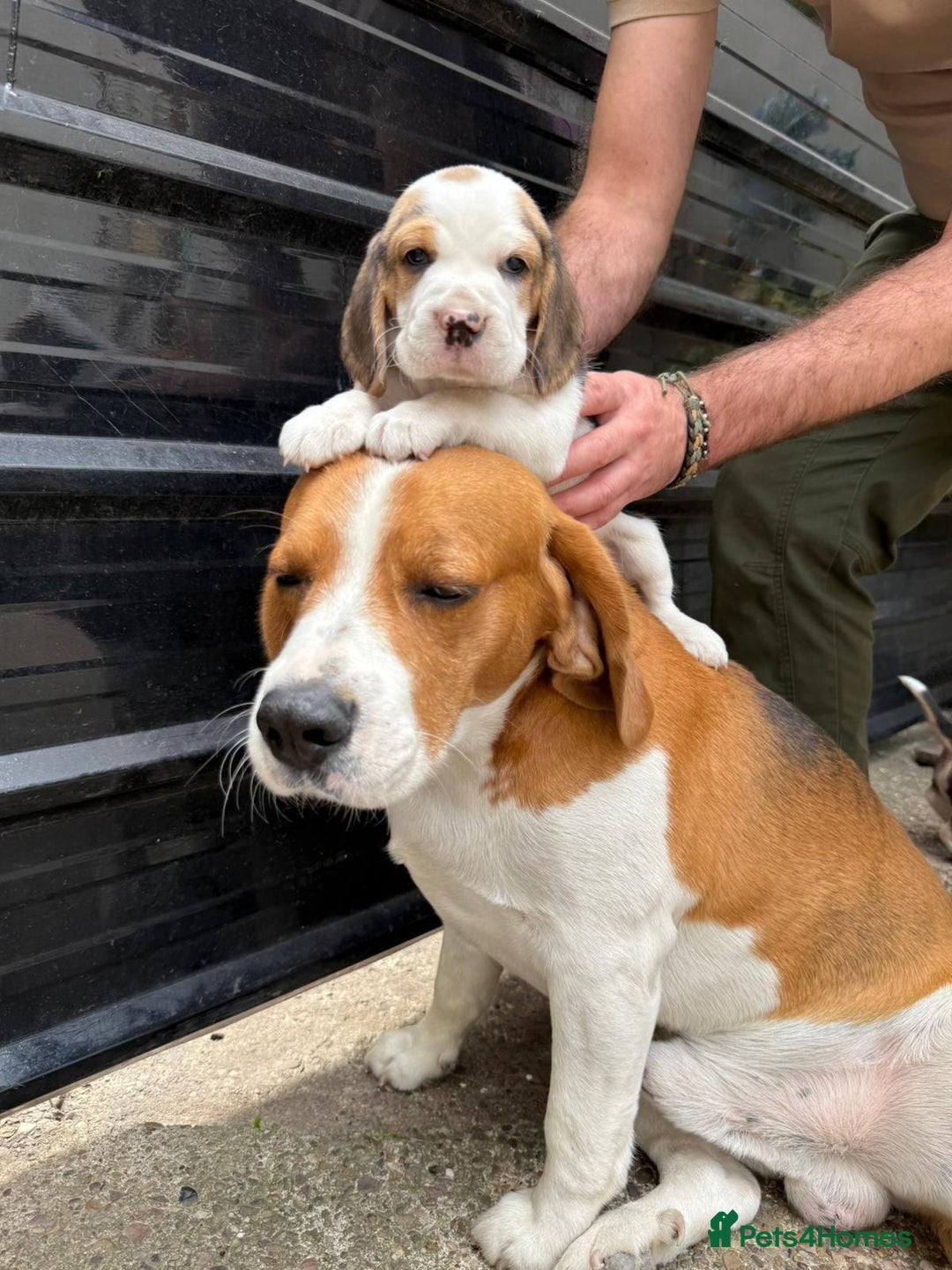 Beagle dogs for sale: Beagle puppies ready soon💕 - Image 4