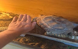 Tortoise reptiles for sale: Sulcata and Red Food Tortoise  - Advert 3