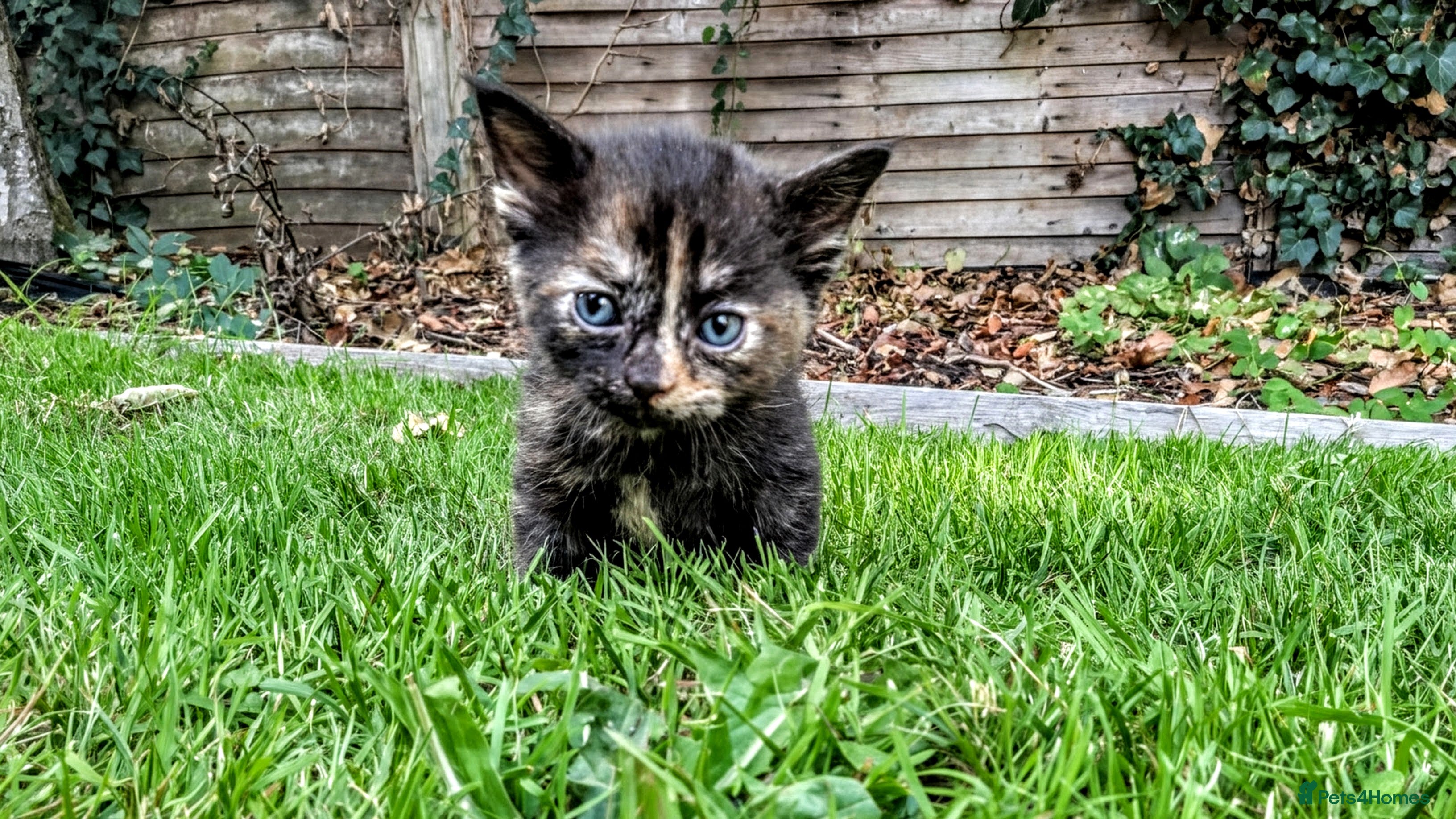 Mixed Breed cats Georgous Kittens Looking For A New Home - Advert 2