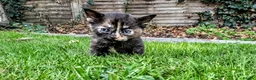 Mixed Breed cats for sale: Georgous Kittens Looking For A New Home - Advert 2