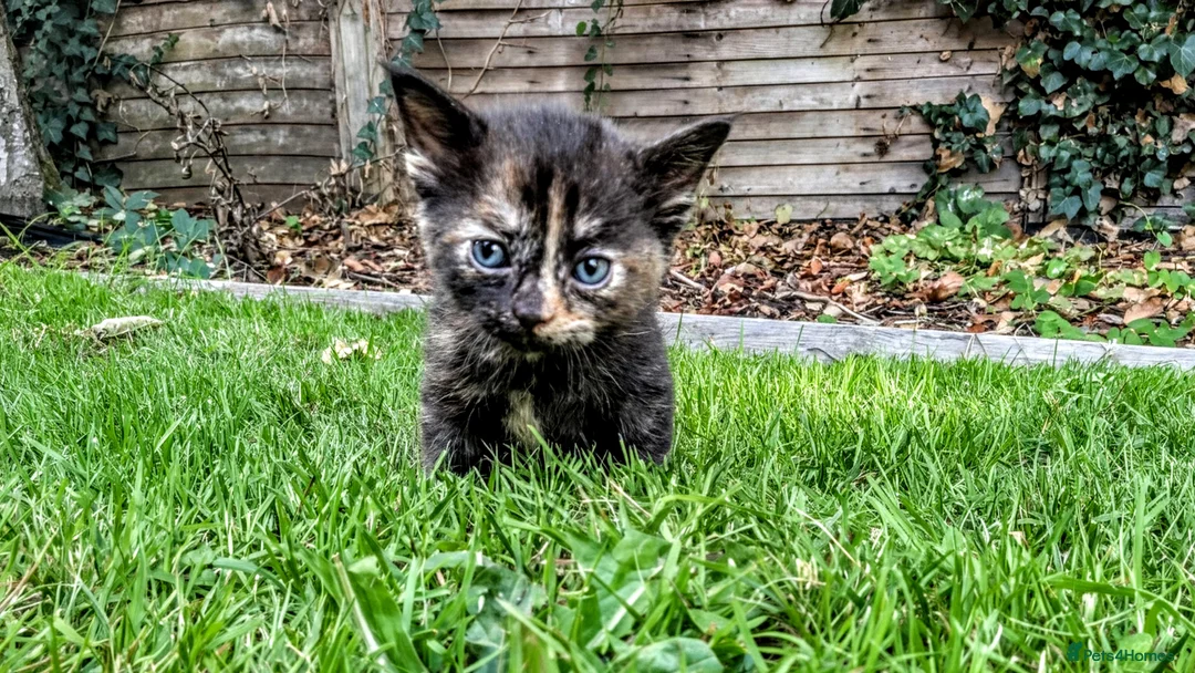 Mixed Breed cats for sale: Georgous Kittens Looking For A New Home - Advert 2