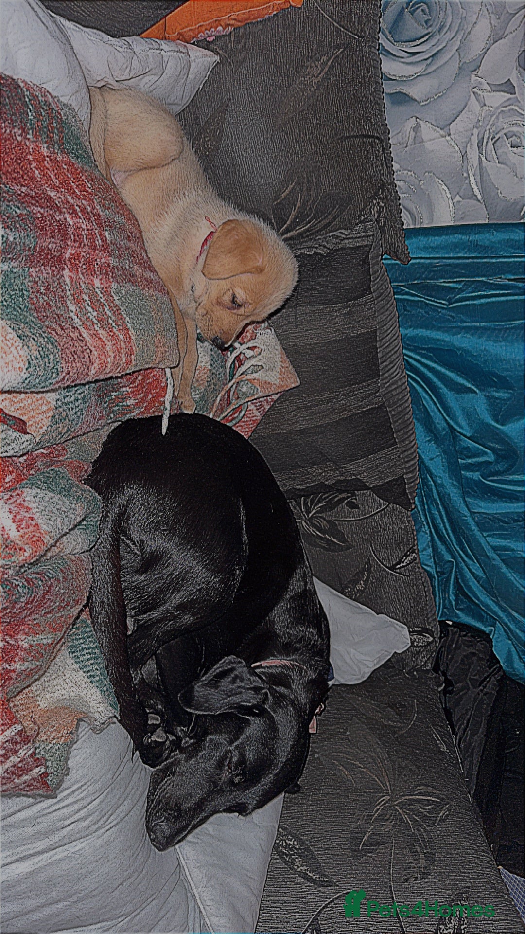 Labrador Retriever dogs for sale: White male lab - Advert 6