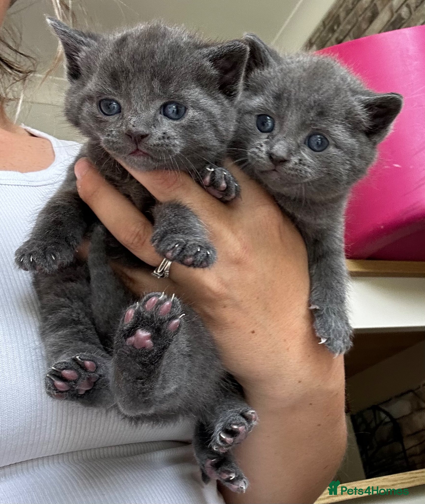Russian Blue cats Two beautiful Russian blue kittens for sale  - Advert 1