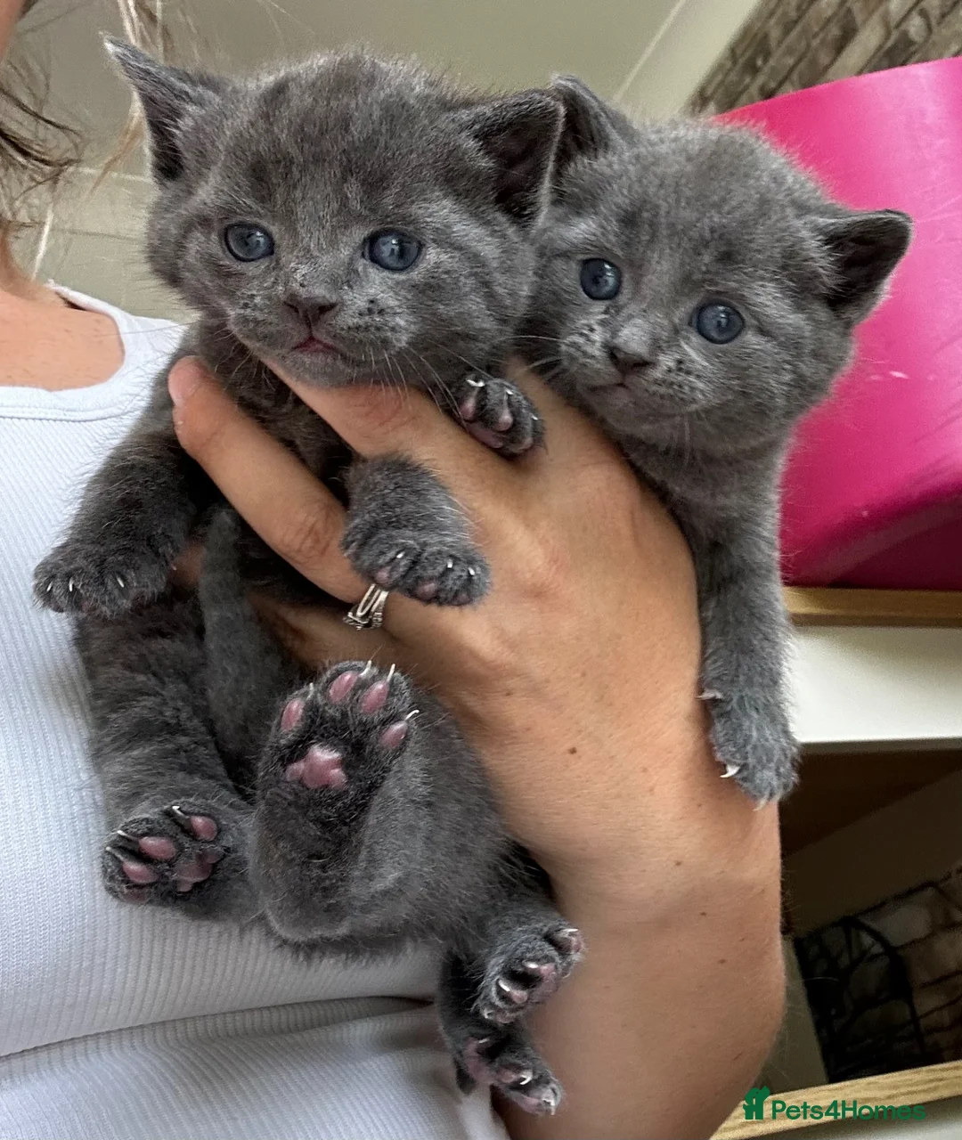 Russian Blue cats for sale: Two beautiful Russian blue kittens for sale  - Advert 1