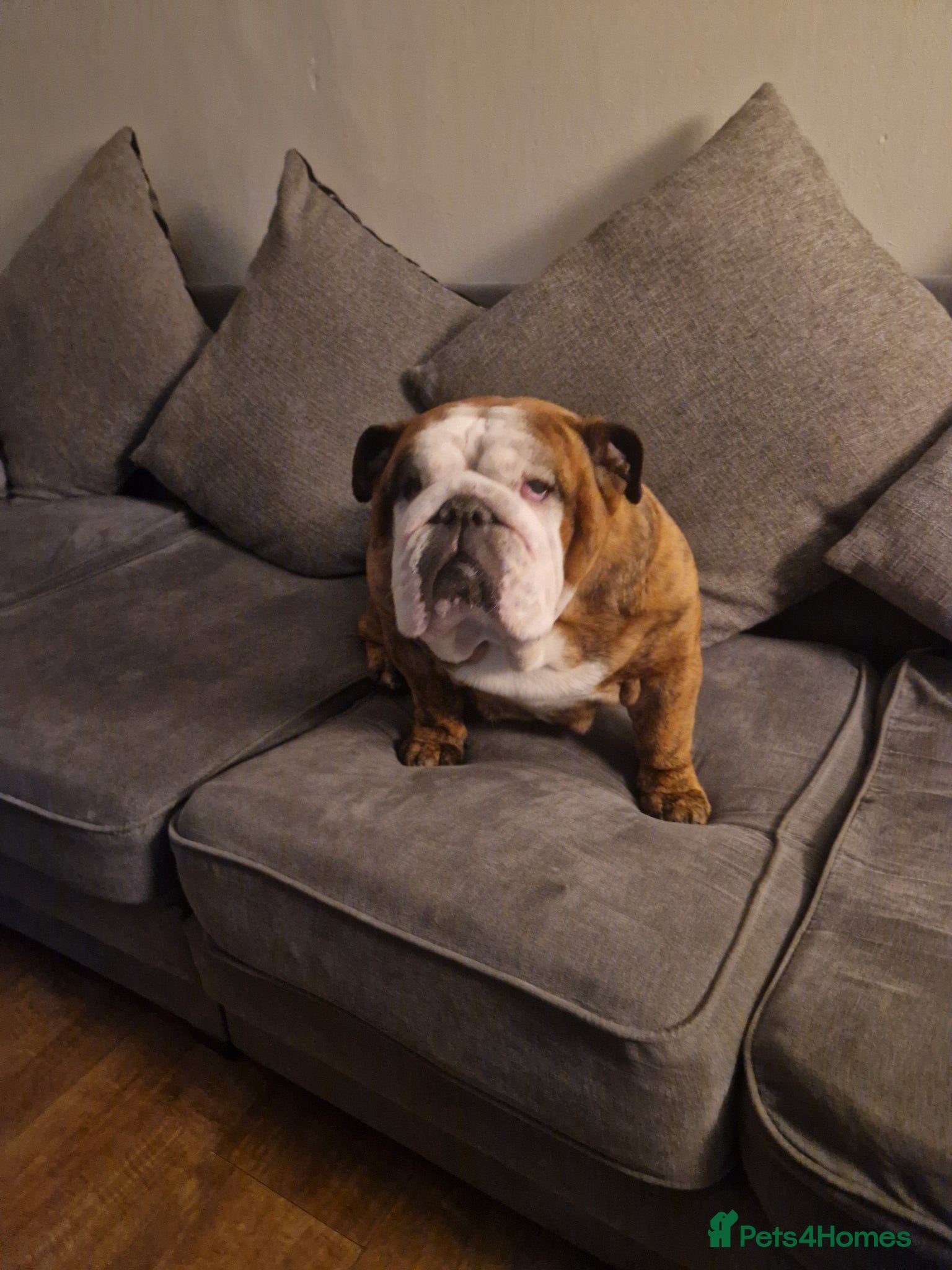 English Bulldog dogs British bulldog puppies  - Advert 1