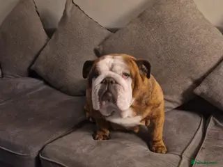 English Bulldog dogs British bulldog puppies - Advert 1