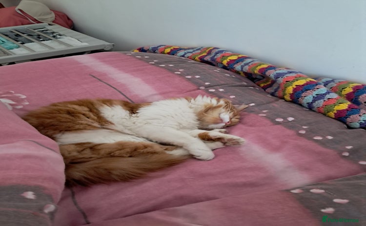 Mixed Breed cats - Advert 12