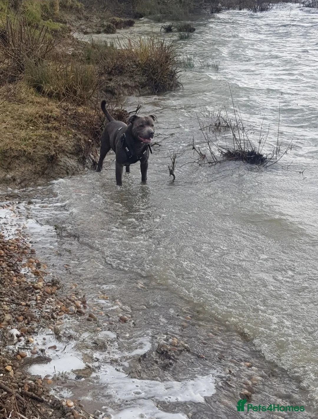 Staffordshire Bull Terrier dogs for stud: Staffordshire bull terrier  - Advert 3