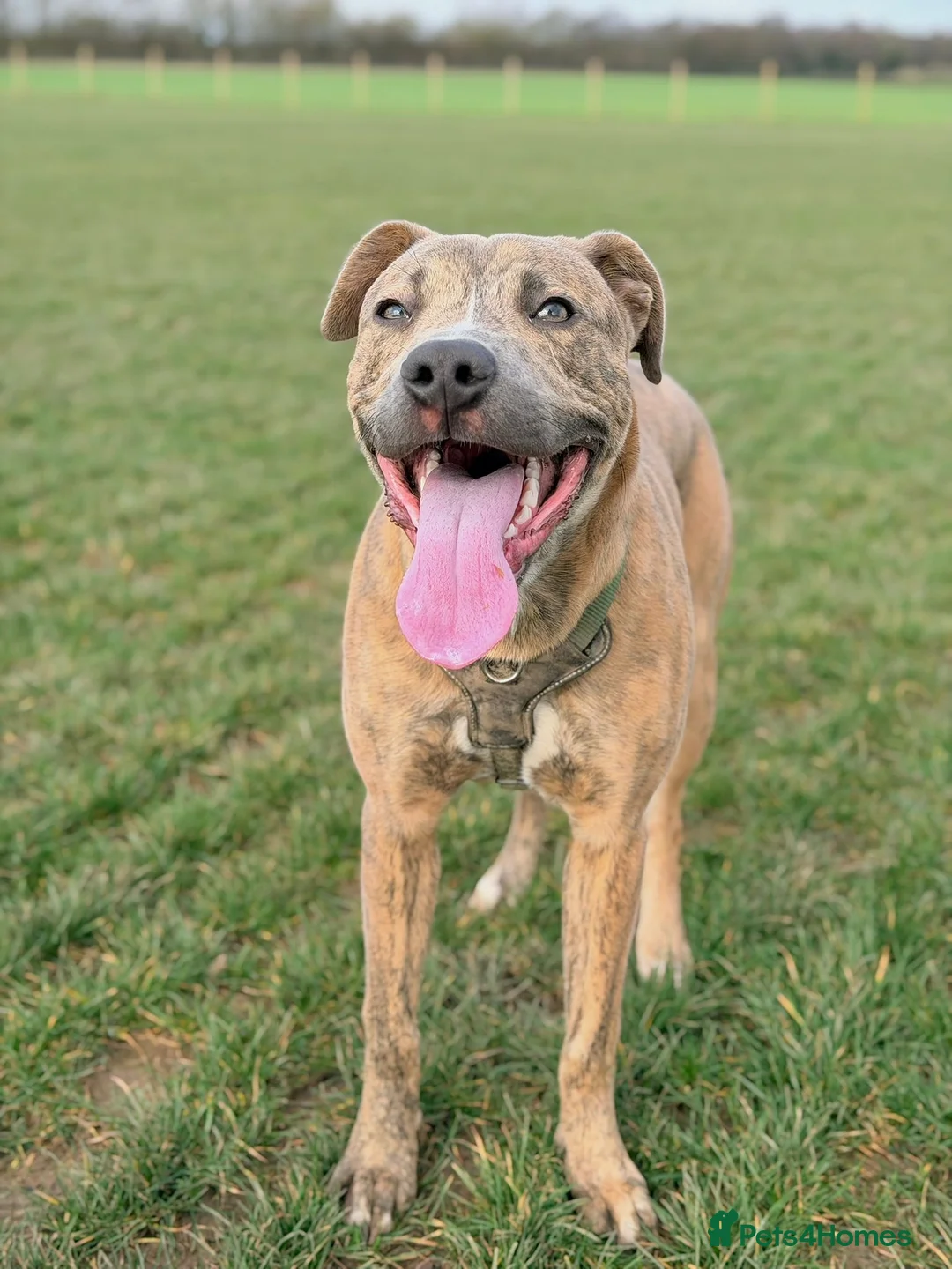 Mixed Breed dogs for sale: 11 month old staff cross for sale, can go ASAP - Advert 1