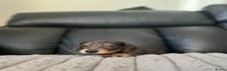 Dachshund dogs for sale: 3 kc Miniature daschunds Puppys  - Advert 7