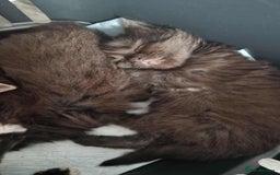 Mixed Breed cats for sale: Mixed Long Hair Black Kittens - Image 2