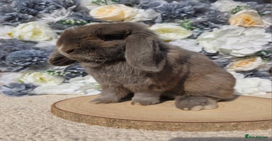 Mini Lop rabbits - Advert 1