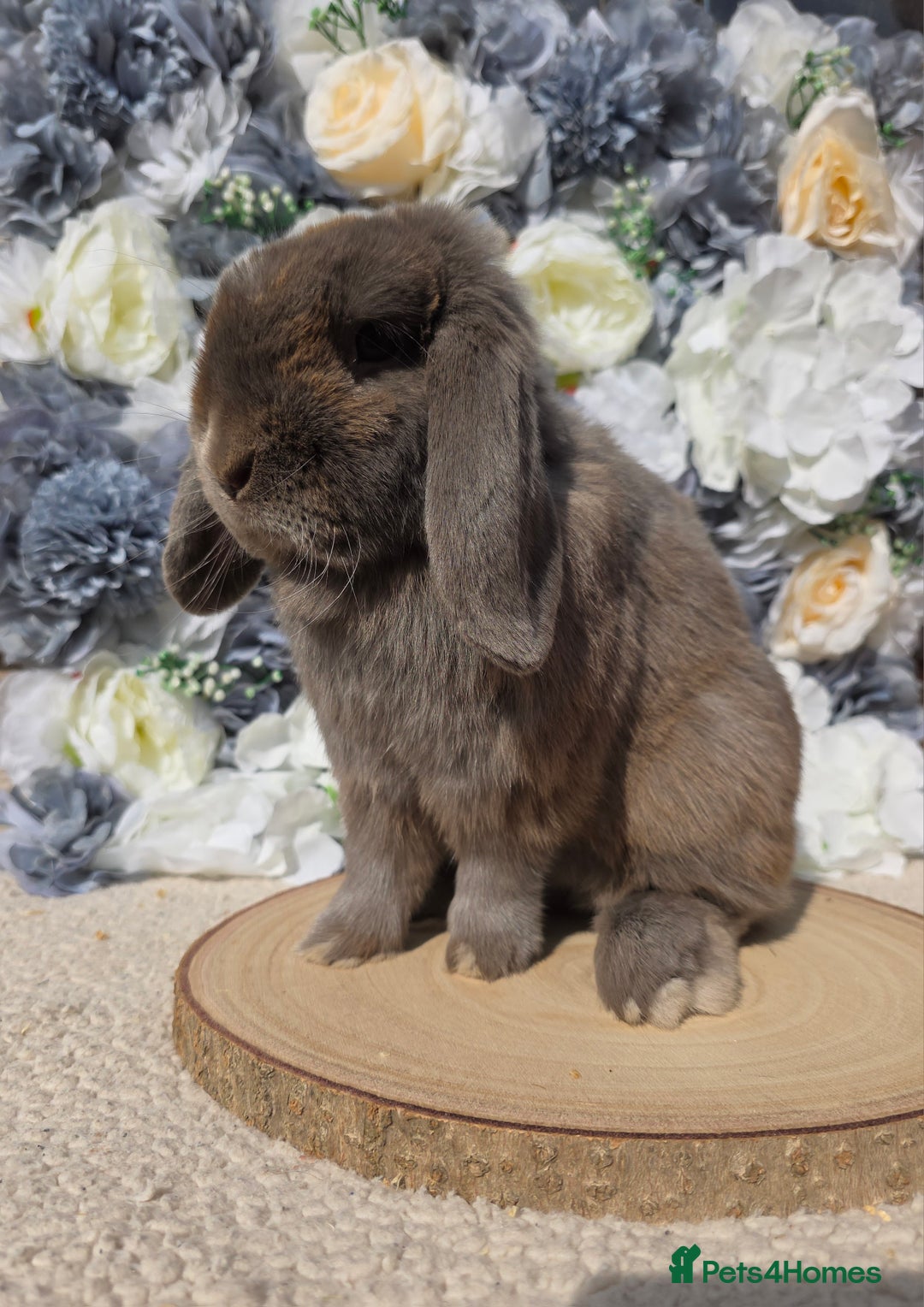 Mini Lop rabbits for sale: Pure bred mini lop baby bunnies - Image 2