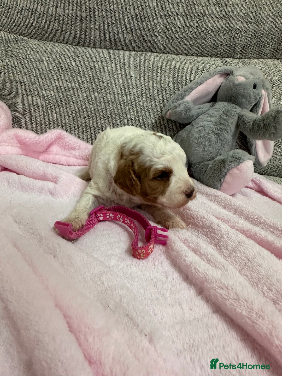 Cavapoo dogs for sale: Stunning F1b Cavapoos - Advert 14