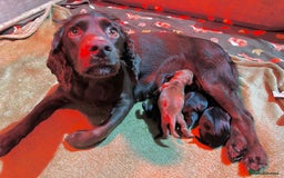 Cocker Spaniel dogs for sale: Cocker spaniel puppies  - Image 1
