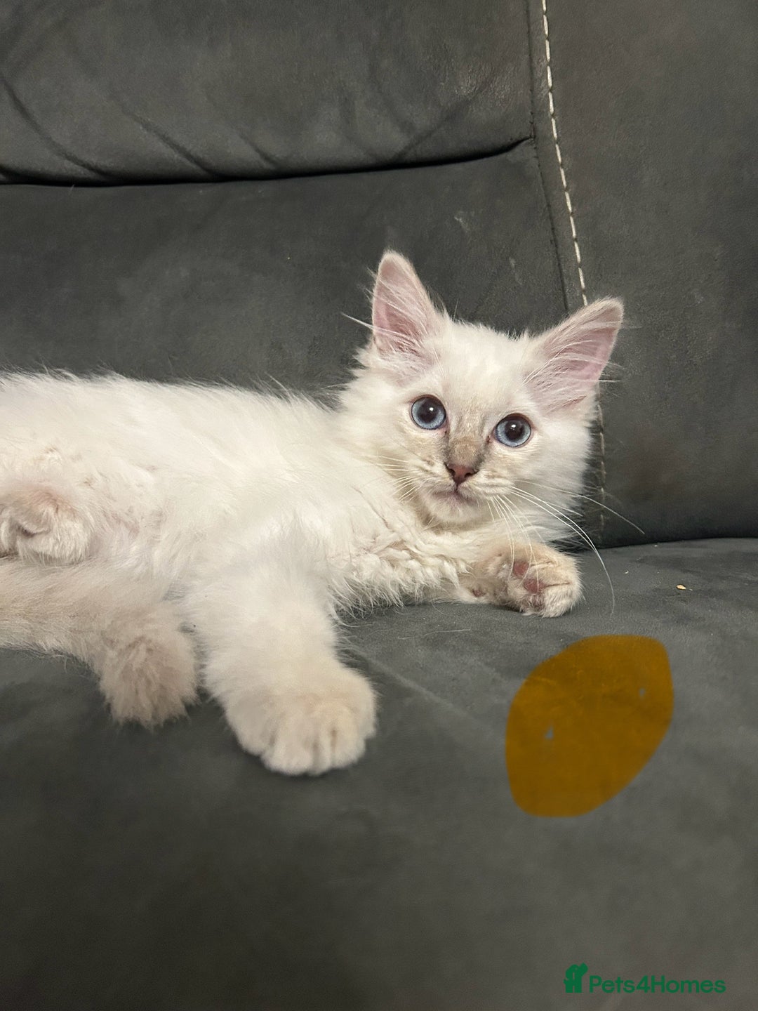 Ragdoll cats for sale: Totally adorable pure Ragdoll boys - Advert 2