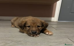 Mixed Breed dogs for sale: Welsh collies X Border collie - Image 2