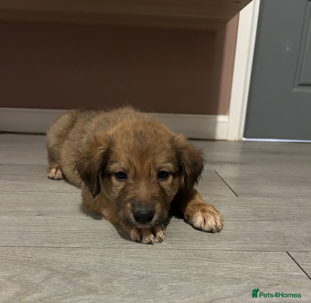 Mixed Breed dogs for sale: Welsh collies X Border collie - Image 2