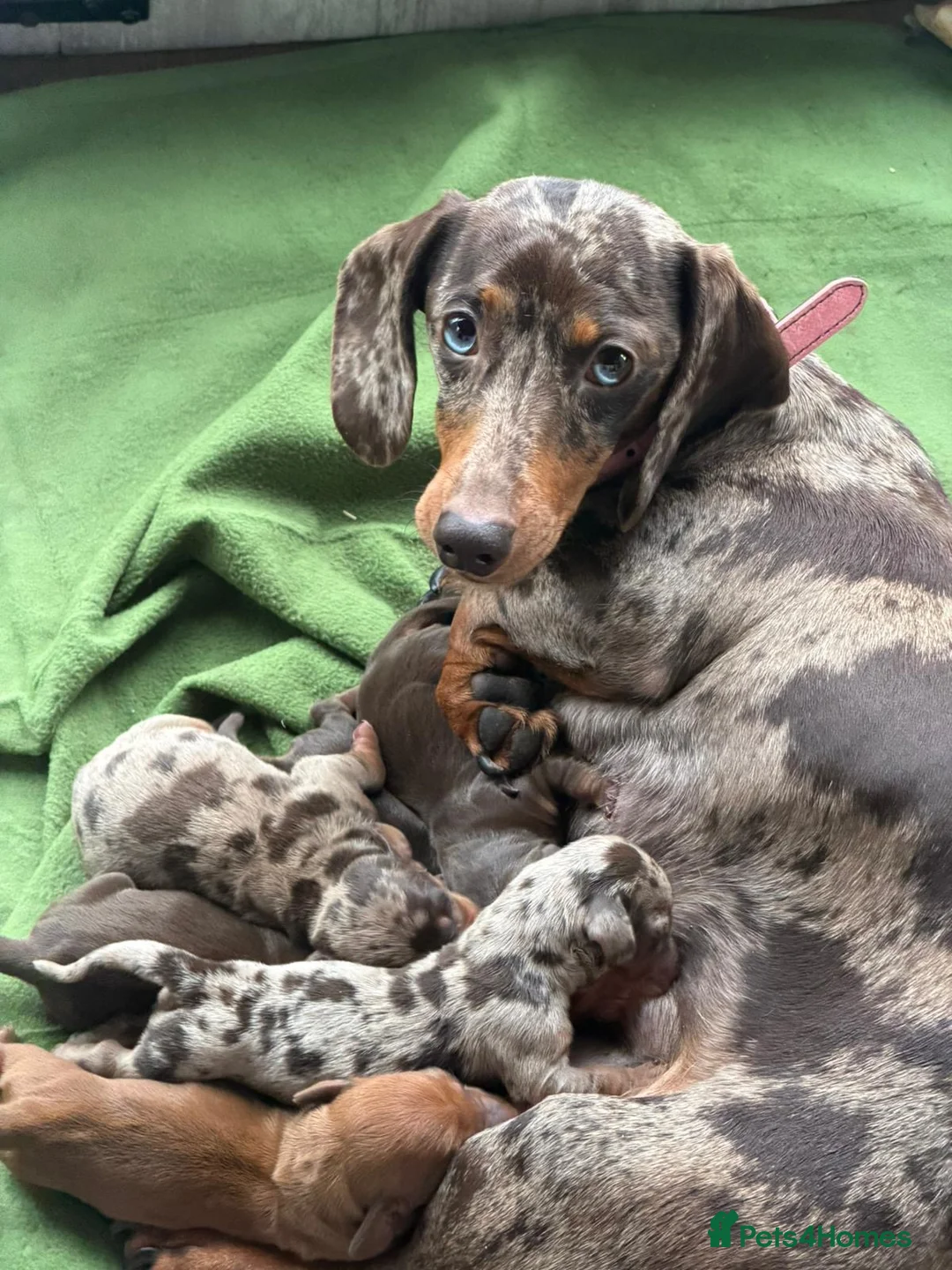 Dachshund dogs for sale: Beautiful Smooth minis for sale  - Advert 12