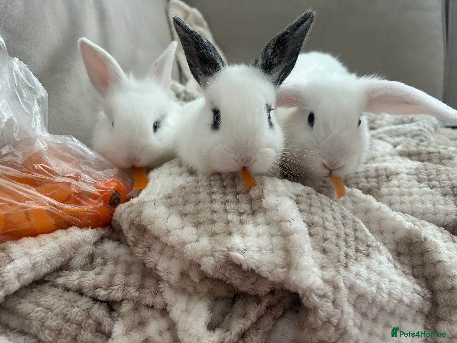 Mixed Breed rabbits for sale: 1 lop/dutch blue eyes 2 lop/lionhead - Advert 1