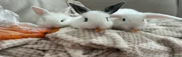 Mixed Breed rabbits for sale: 1 lop/dutch blue eyes 2 lop/lionhead - Advert 1