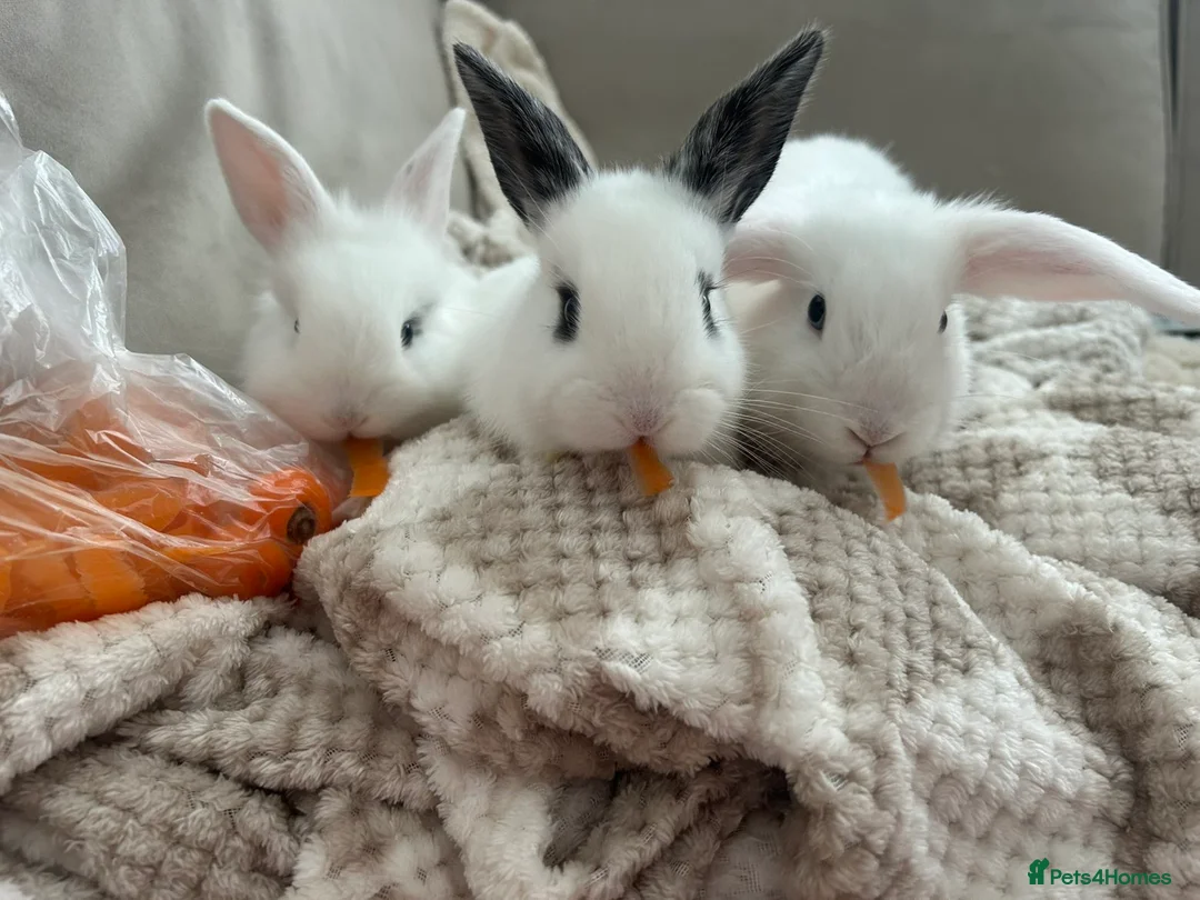 Mixed Breed rabbits for sale: 1 lop/dutch blue eyes 2 lop/lionhead - Advert 1