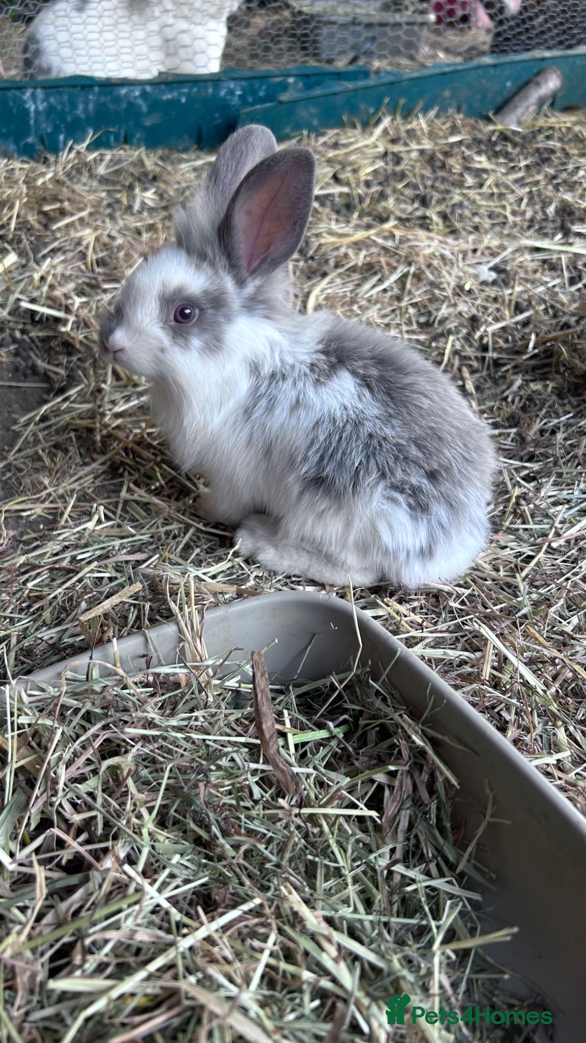 Mixed Breed rabbits ONLY 2 LEFT Mixed lionhead/ mini loop rabbits  - Advert 1