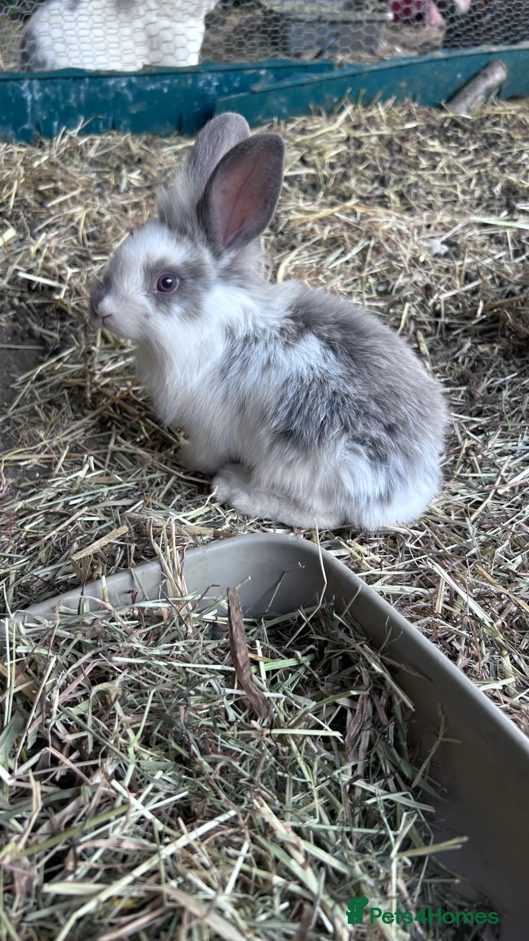 Mixed Breed rabbits for sale: SOLD, NO MORE AVAILABLE  - Advert 1