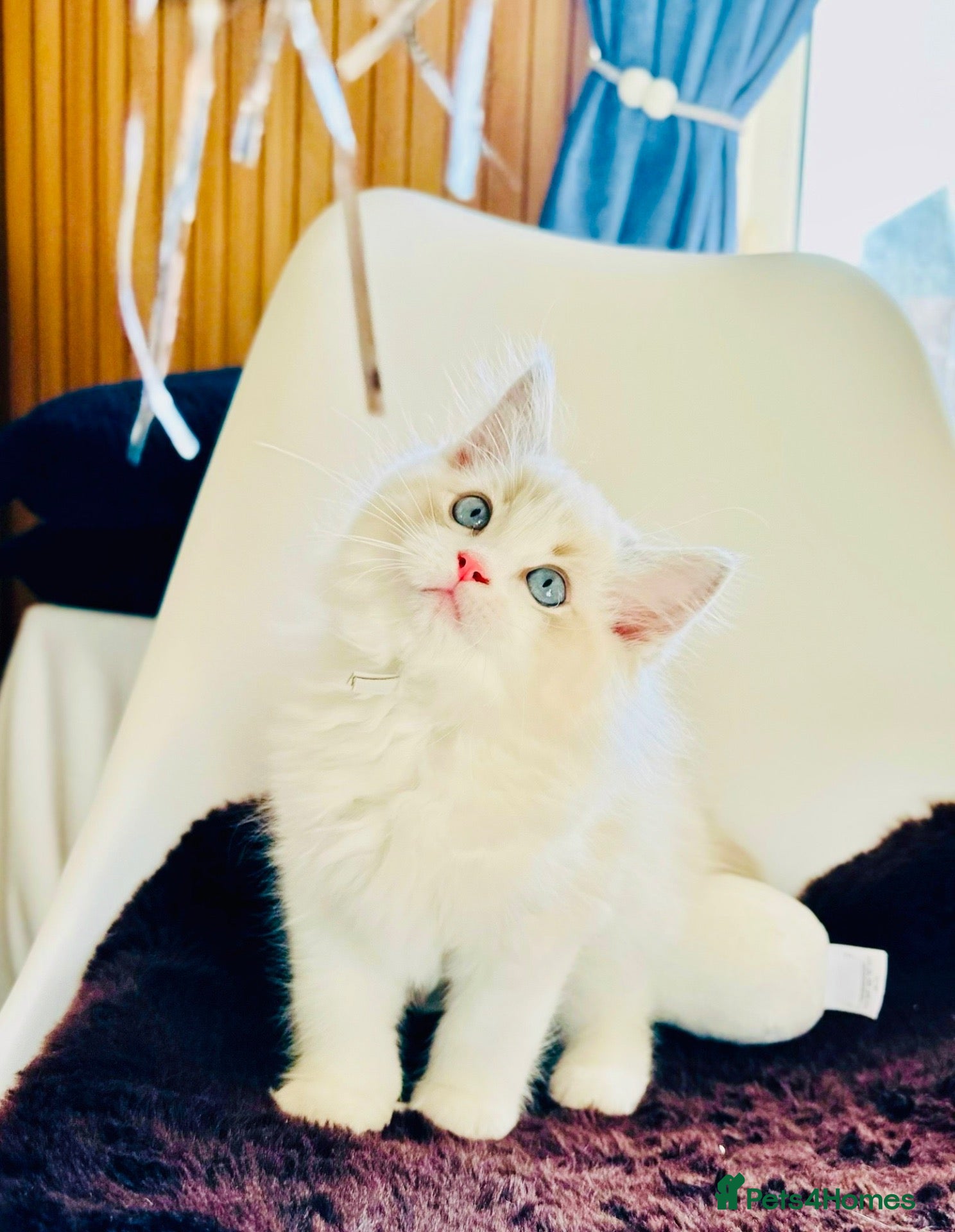 Ragdoll cats READY NOW — BEAUTIFUL RAGDOLL KITTENS - Advert 15
