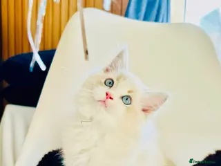Ragdoll cats READY NOW — BEAUTIFUL RAGDOLL KITTENS - Advert 14