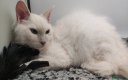 LaPerm cats for sale: Lilac point longhaired curly LaPerm kitten - Image 14