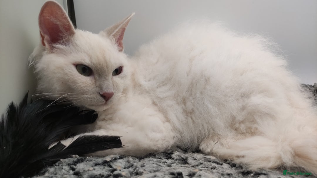 LaPerm cats for sale: Lilac point longhaired curly LaPerm kitten - Image 14