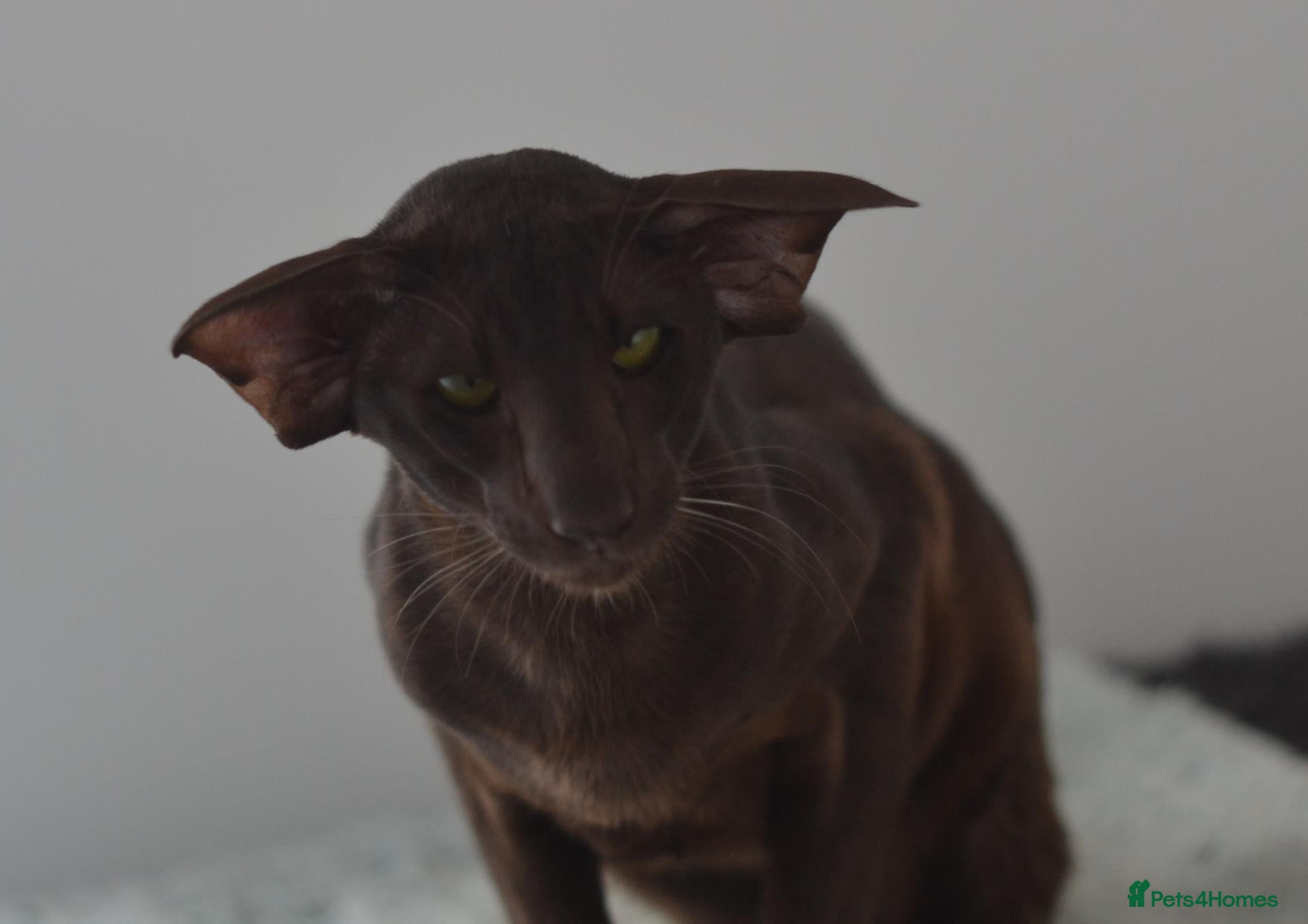 Oriental cats for sale: Adult Oriental Havana Boy Is looking for best home - Advert 7